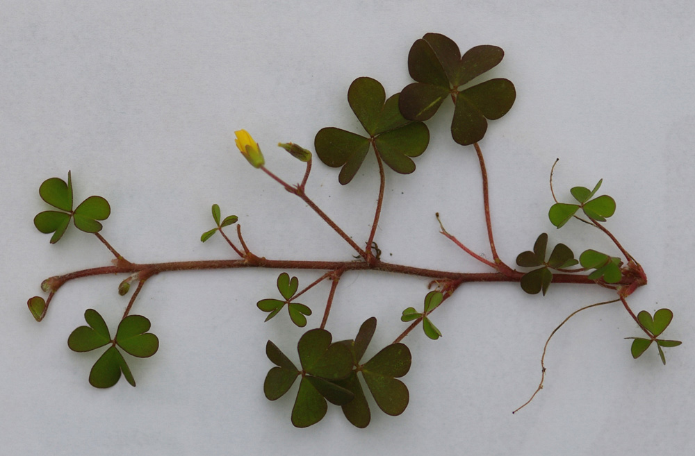 Oxalis corniculata  /  Acetosella dei campi